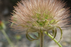Pterocephalus plumosus