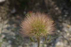 Pterocephalus plumosus