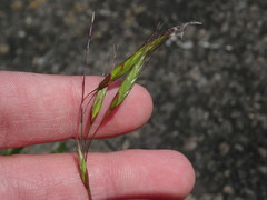Bromus hordeaceus pseudothominii