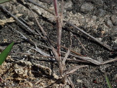 Bromus hordeaceus pseudothominii