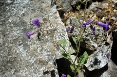 Phacelia minor
