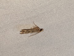 Martyringa latipennis