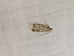 Martyringa latipennis
