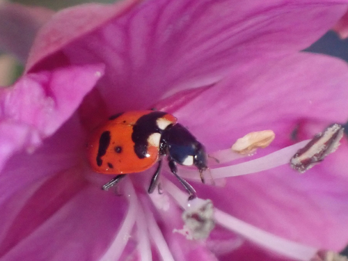 American Five-spotted Lady Beetle photo 4