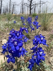 Delphinium bicolor