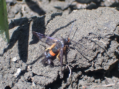Synanthedon culiciformis