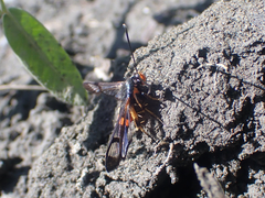 Synanthedon culiciformis