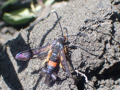 Synanthedon culiciformis