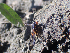 Synanthedon culiciformis