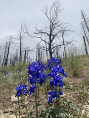 Delphinium bicolor