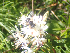 Eristalis obscura