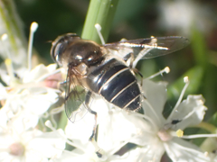 Eristalis obscura