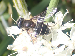 Eristalis obscura