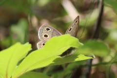 Megisto cymela cymela