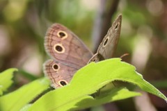 Megisto cymela cymela