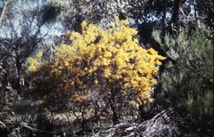 Acacia brachybotrya