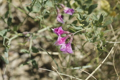 Oxytropis lambertii