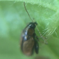 Psylliodes affinis