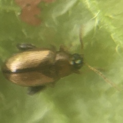 Psylliodes affinis