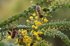 Acacia cremiflora