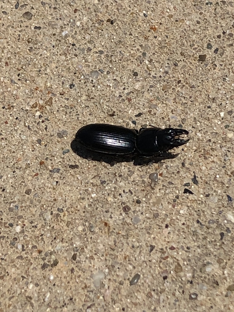 Big-headed Ground Beetle from Peninsula Park, Iowa City, IA, US on June ...