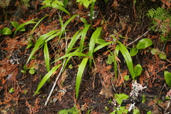 Anticlea occidentalis