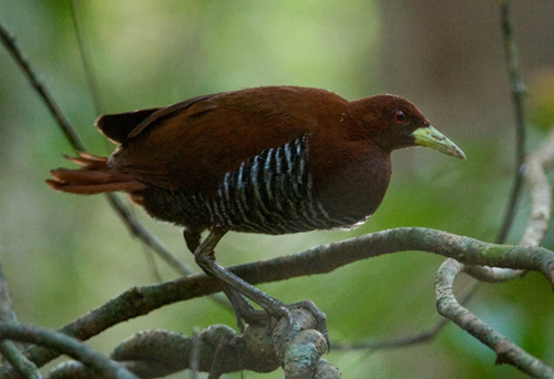 Andaman Crake (Rallina canningi) · iNaturalist