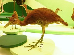 Andaman Crake photo 3