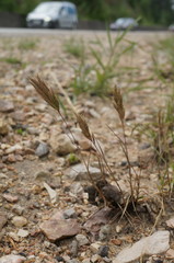 Bromus scoparius