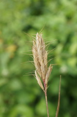 Bromus scoparius