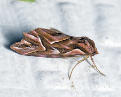 Clytoscopa iorrhoda