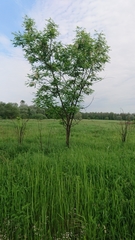 Robinia pseudoacacia