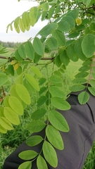 Robinia pseudoacacia