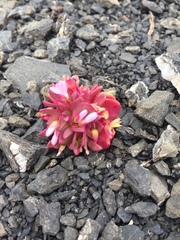 Claytonia saxosa