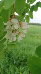 Robinia pseudoacacia