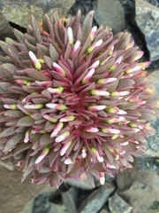 Claytonia saxosa