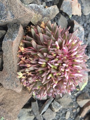 Claytonia saxosa