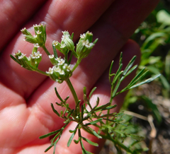 Ammoselinum popei