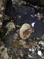 Hapalogaster