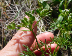 Ammoselinum popei