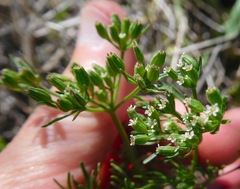 Ammoselinum popei