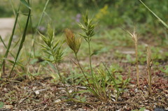 Bromus scoparius