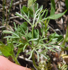 Ammoselinum popei