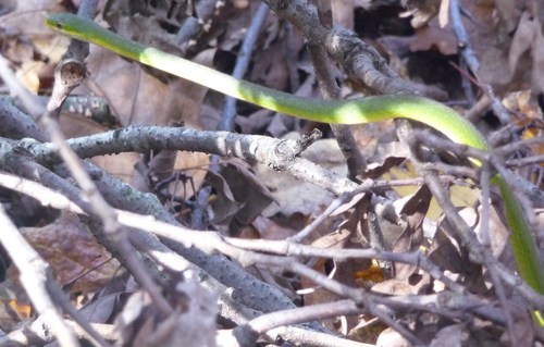 Photo of a Rough Greensnake (Opheodrys aestivus)