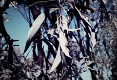 Acacia harpophylla
