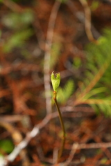 Viburnum edule