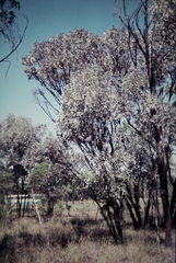Acacia harpophylla