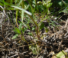 Ammoselinum popei