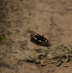 Limenitis helmanni