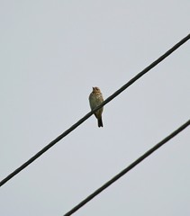 Anthus hodgsoni